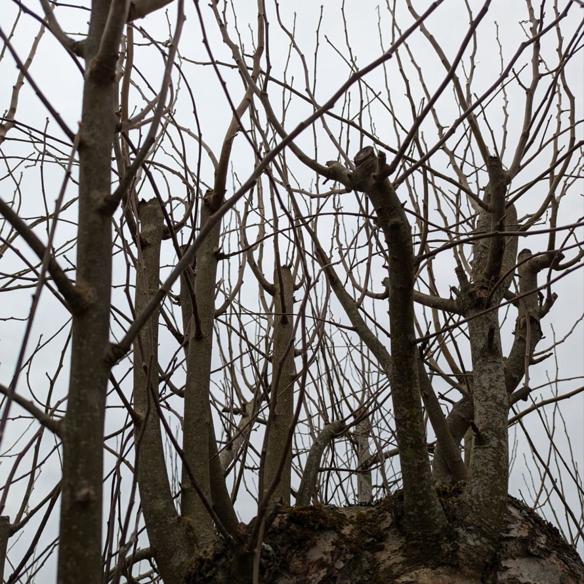 Vad kostar en&nbsp;beskärning?